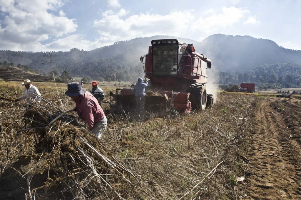 USDA aclara que los trabajadores agrícolas "no tendrán amnistía"