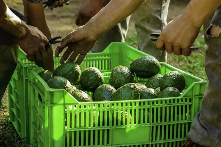 Canasta de aguacates originarios de Michoacán. Luis Doporto Alejandre.