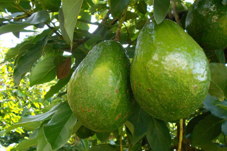 Exportación de aguacate