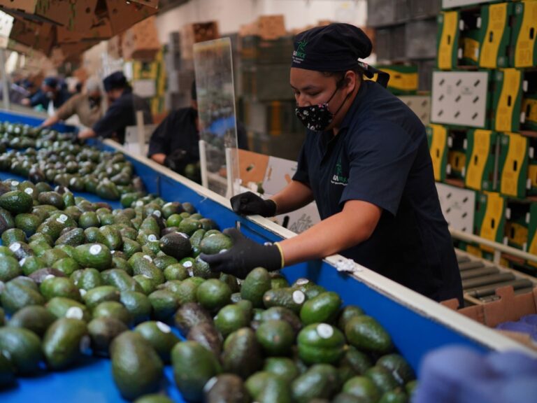 Analiza Luis Doporto Alejandre las exportaciones del aguacate mexicano.