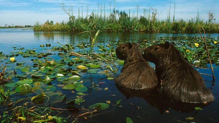 Grupo AJE refuerza la conservación de humedales con reforestación
