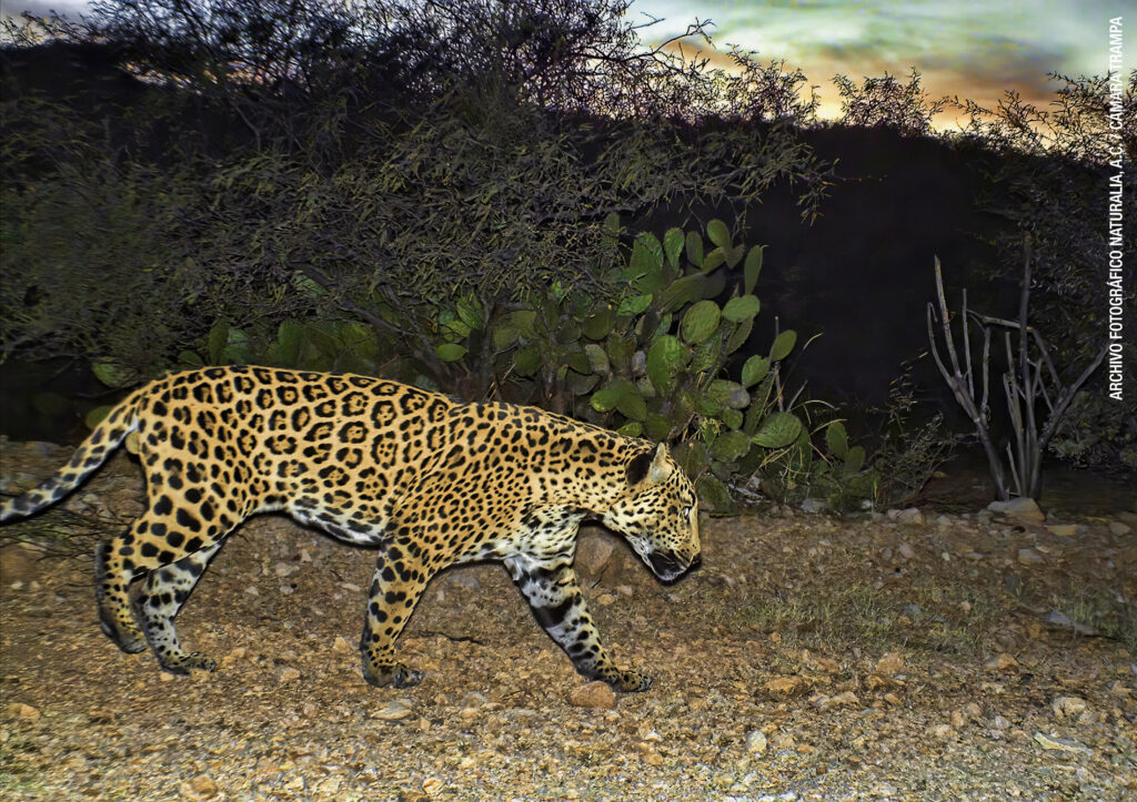 AJEMEX y Naturalia A.C. colaboran por la fauna mexicana