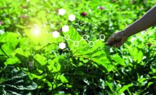 Innovación en la industria alimentaria: Grupo Kosmos destaca el papel de la nanotecnología