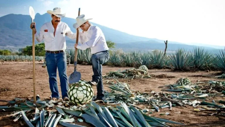 Tequila mexicano amplía exportaciones hacia Asia y Medio Oriente consolidando su liderazgo global