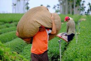 Mapa de México con representación visual del crecimiento económico estatal, impulsado por la agroindustria según cifras del Inegi