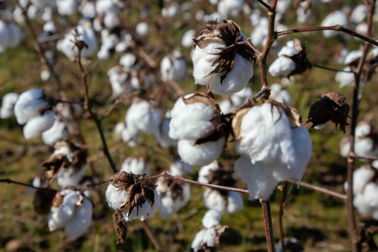 Cultivo de algodón en México con prácticas sostenibles y trazabilidad digital