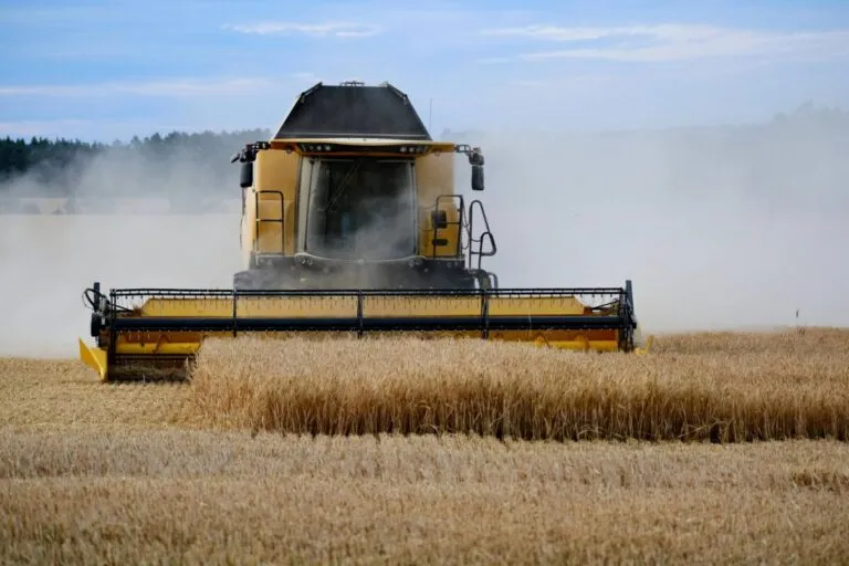 Precio del trigo en Argentina repunta por oferta limitada y firme demanda externa en mercados agrícolas