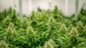 Acciones de cannabis caen tras reclasificación federal en EU y reflejan cautela regulatoria y volatilidad del sector