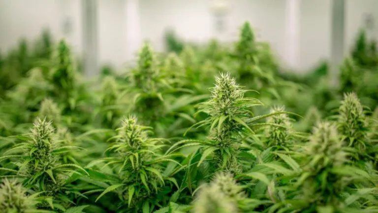 Acciones de cannabis caen tras reclasificación federal en EU y reflejan cautela regulatoria y volatilidad del sector