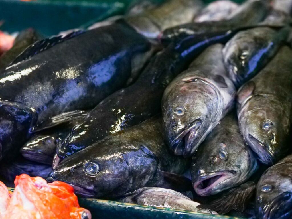El bacalao noruego se consolida como producto clave en el mercado mexicano con fuerte crecimiento en 2025