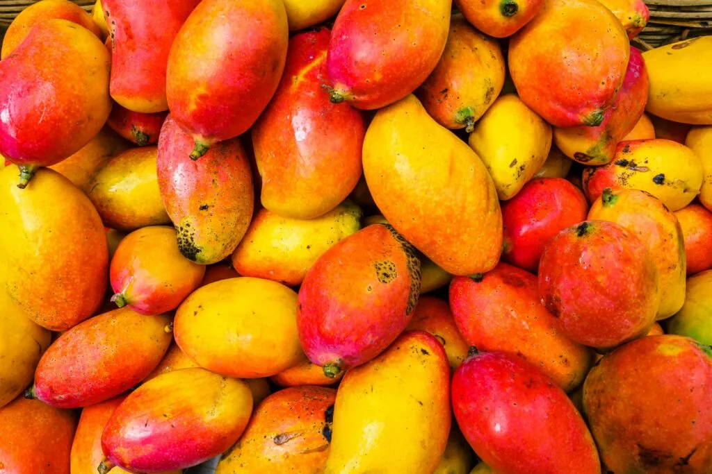 Producción y comercialización del mango oaxaqueño