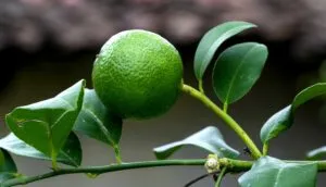 Imagen de lonas de mercado con limones y carteles de precio del limón reflejando aumento en México