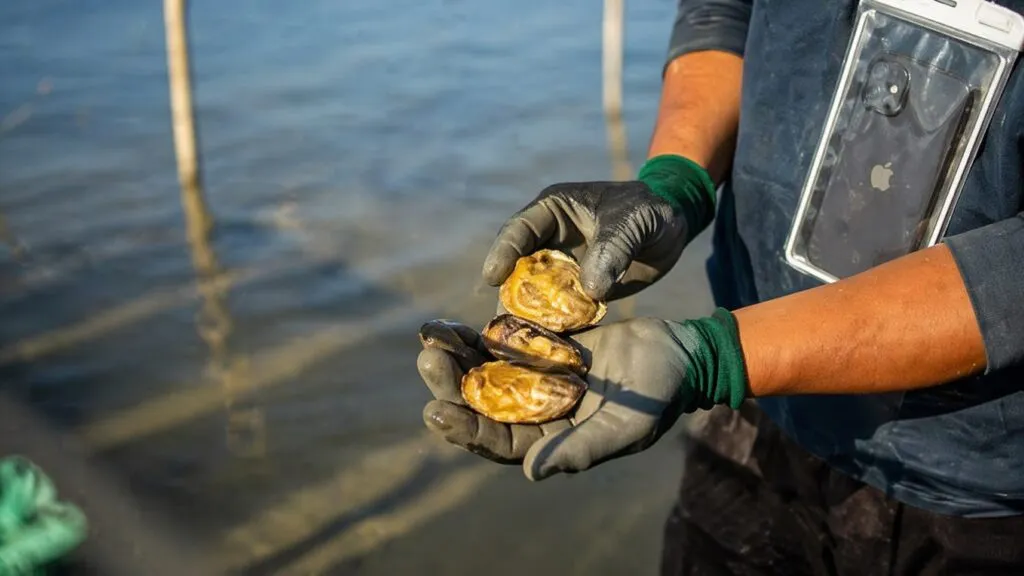 Ostricultura BCS impulsa economía azul en Baja California Sur con cultivo sustentable de ostión