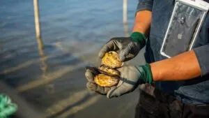 Ostricultura BCS impulsa economía azul en Baja California Sur con cultivo sustentable de ostión