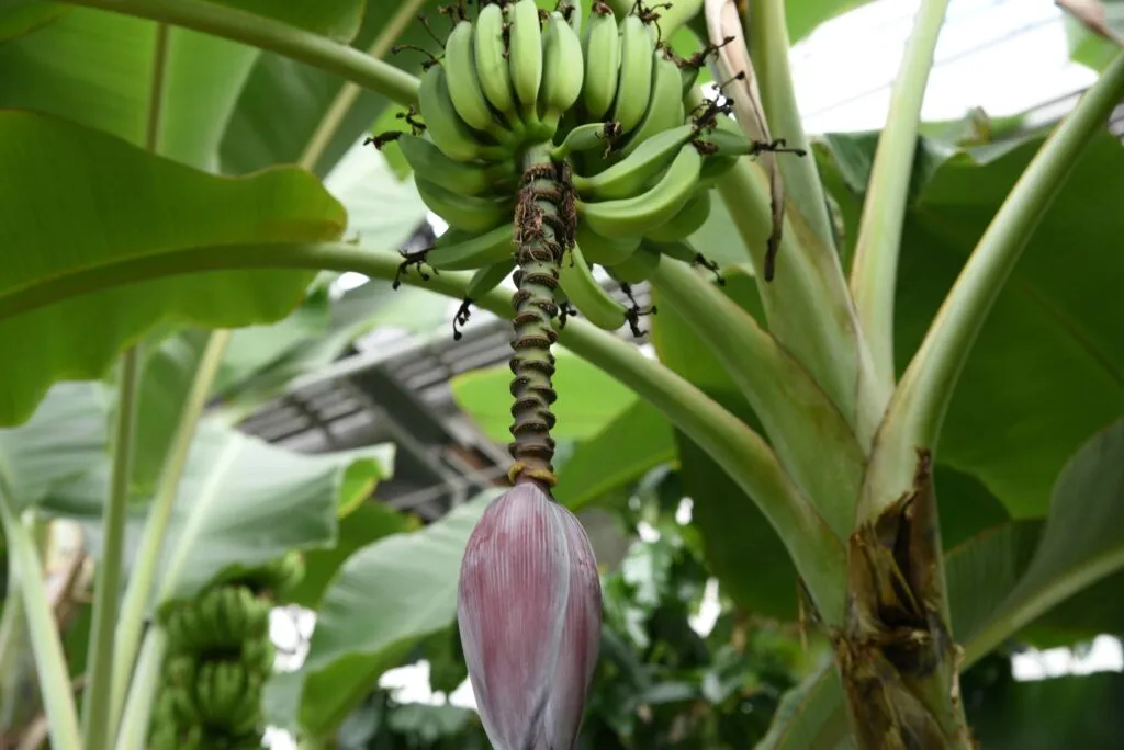 cambio climático Soconusco afecta cultivos agrícolas en Chiapas con sequías y variabilidad climática