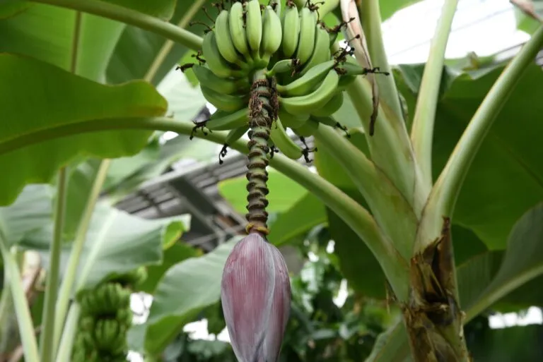 cambio climático Soconusco afecta cultivos agrícolas en Chiapas con sequías y variabilidad climática