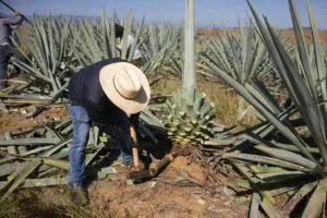 Productores de agave trabajando en campo mexicano ante caída de precios y dominio industrial del mercado