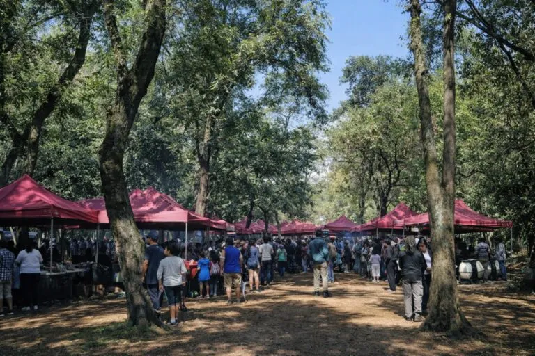 Viveros de Coyoacán afectados por mercado ilegal de suelo en áreas protegidas de Ciudad de México
