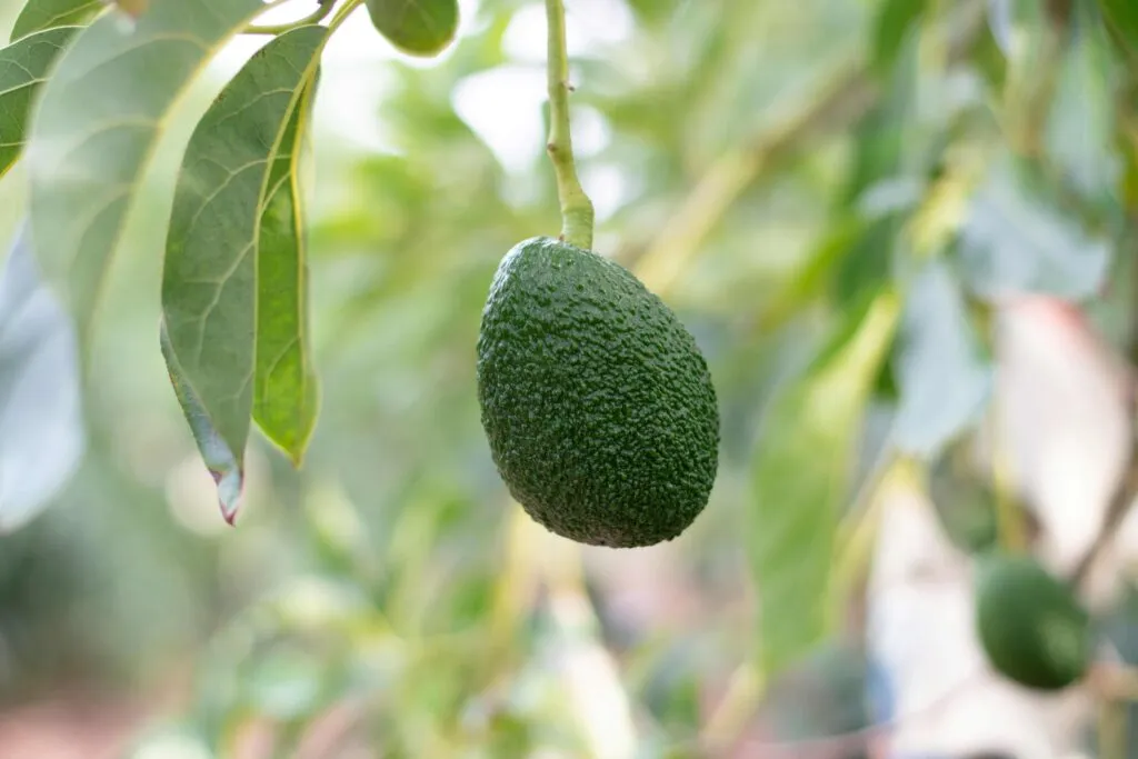 Productores de aguacate poblano preparan exportaciones hacia el mercado mundial con estándares internacionales
