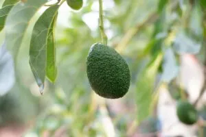 Productores de aguacate poblano preparan exportaciones hacia el mercado mundial con estándares internacionales
