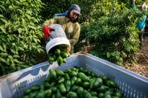 Productores de aguacate mexicano preparan exportaciones hacia Corea y China desde Jalisco