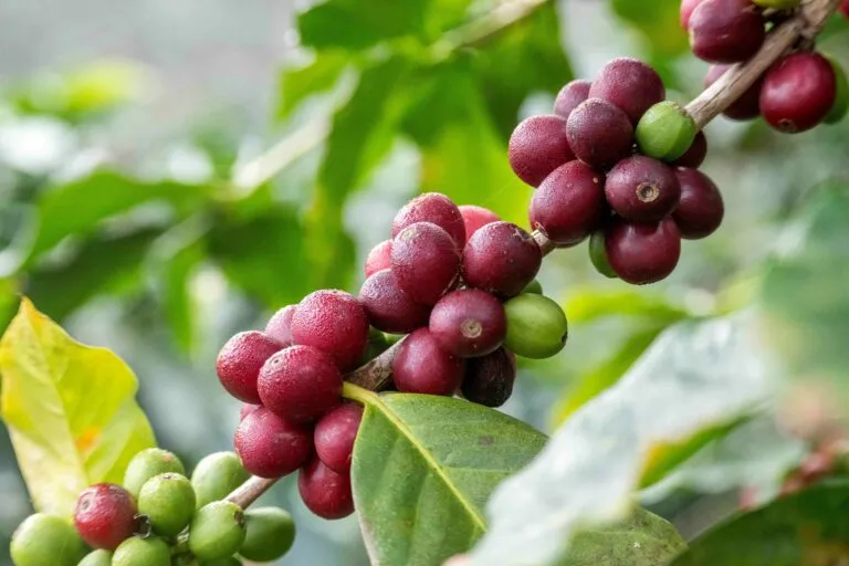 El Niño afecta mercados agrícolas y producción de café en América Latina durante 2026