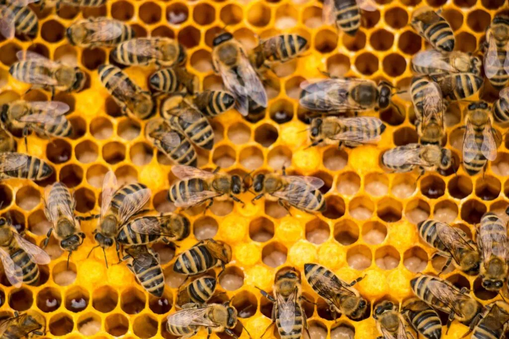 Economía de las abejas vinculada al impacto de polinizadores en comercio agrícola mundial
