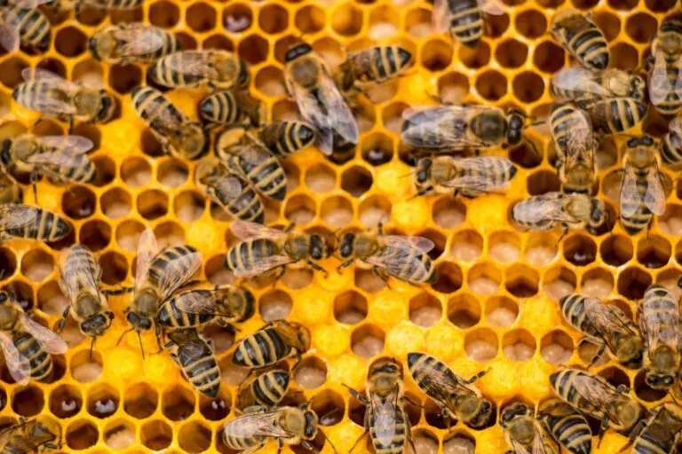Economía de las abejas vinculada al impacto de polinizadores en comercio agrícola mundial