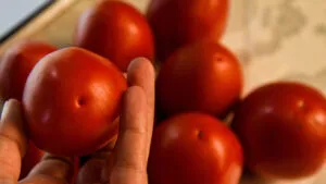 Jitomate mexicano impulsa exportaciones agrícolas y mantiene fuerte demanda en mercados internacionales.