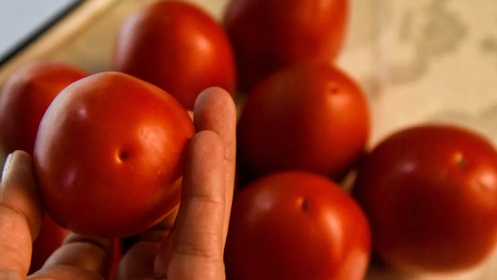Jitomate mexicano impulsa exportaciones agrícolas y mantiene fuerte demanda en mercados internacionales.