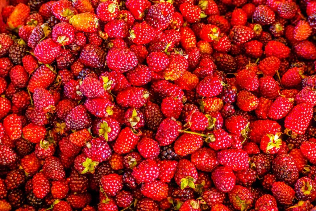 Campaña de frutos rojos en España con producción agrícola destinada al mercado europeo