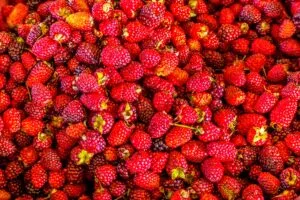 Campaña de frutos rojos en España con producción agrícola destinada al mercado europeo