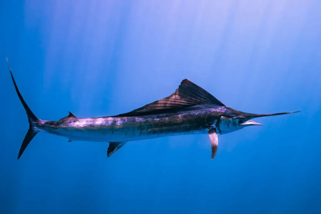 Sustitución de especies en mercados pesqueros de Perú afecta precios y trazabilidad en comercio de pescado