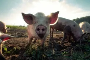 Exportación porcina de Guanajuato hacia Asia y Norteamérica en mercado agroindustrial
