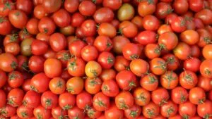 Tomate en Mazatlán baja de precio durante mayo mientras continúa la inflación alimentaria en México