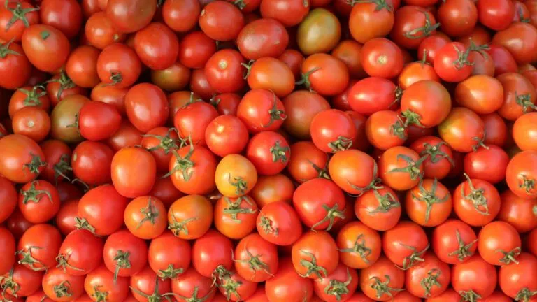 Tomate en Mazatlán baja de precio durante mayo mientras continúa la inflación alimentaria en México