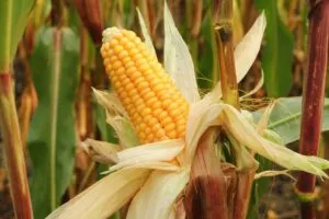 Acuerdo de maíz en México para reducir volatilidad agrícola e inflación alimentaria