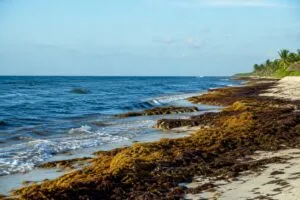 Estrategia contra sargazo protege el turismo y la economía de Quintana Roo
