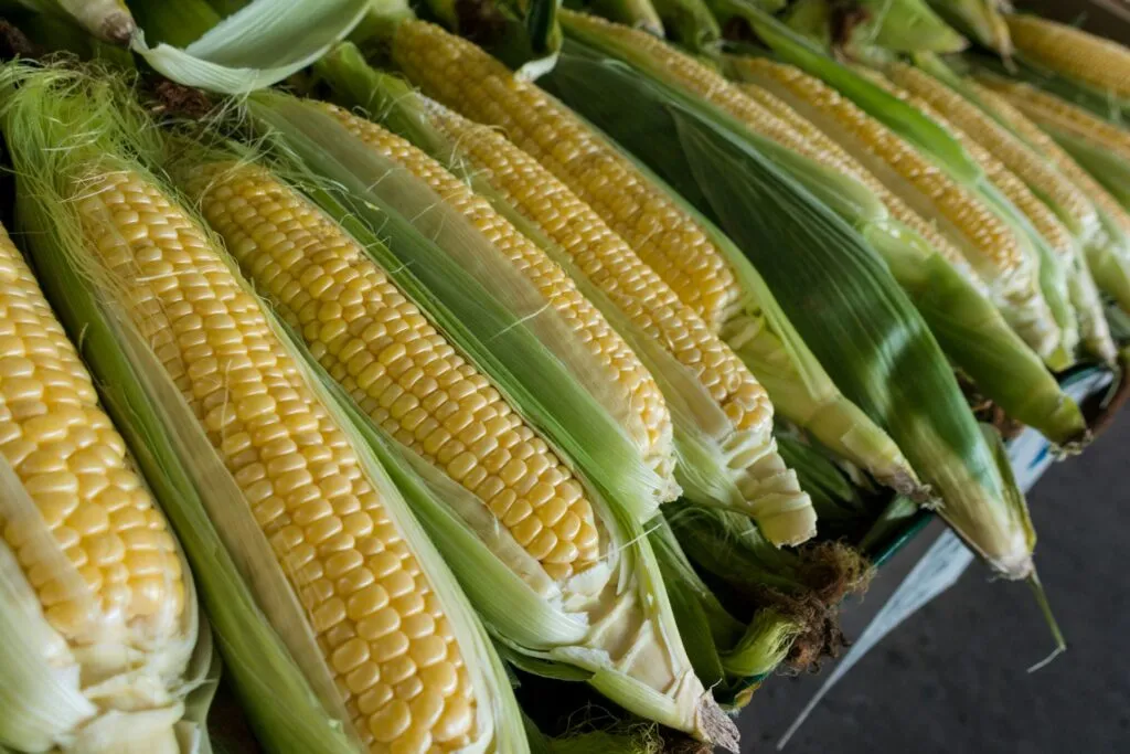 Demanda de maíz en México con actividad agrícola y almacenamiento de granos rumbo a 2035.