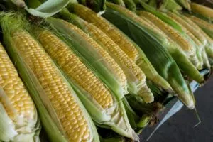 Demanda de maíz en México con actividad agrícola y almacenamiento de granos rumbo a 2035.