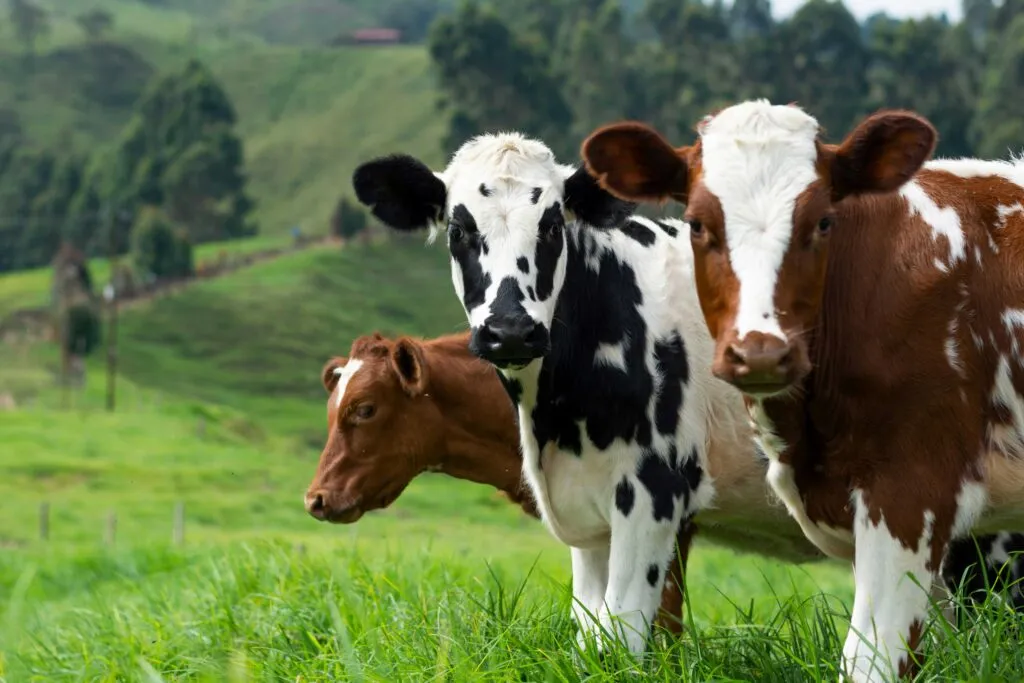 Ventas de exportación de carne de res en Estados Unidos con contenedores para comercio internacional.