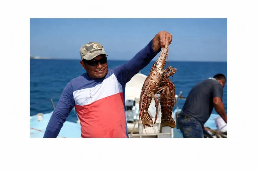 Exportación de langosta en Yucatán con destino a mercados internacionales fortalece la economía pesquera.