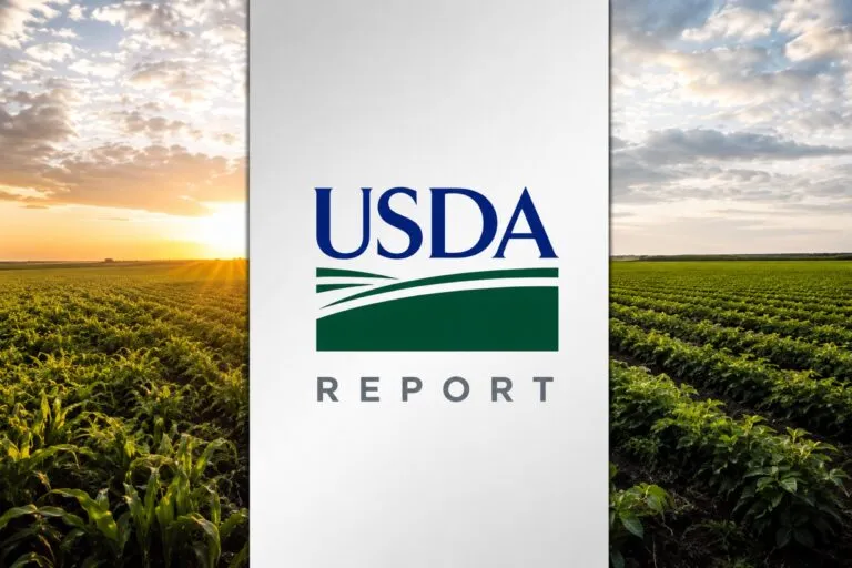Informe WASDE con proyecciones de maíz, soja y trigo para el comercio agrícola global.