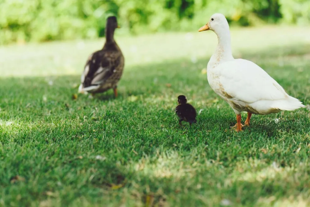 Patos en mercados de México durante venta comercial bajo un vacío legal y debate sobre regulación.