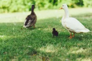 Patos en mercados de México durante venta comercial bajo un vacío legal y debate sobre regulación.