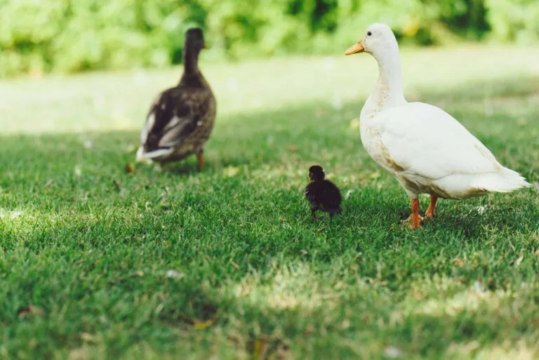Patos en mercados de México durante venta comercial bajo un vacío legal y debate sobre regulación.