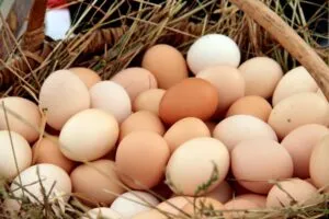 Retiro de millones de huevos en Estados Unidos por posible contaminación con salmonela.