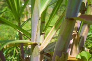 Azúcar en México aumenta su producción mientras productores buscan nuevos mercados