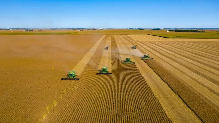 Maíz, soja y trigo ante la expectativa por el informe WASDE del USDA de agosto de 2026