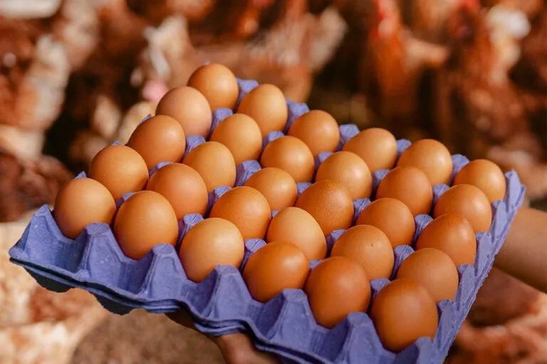 Huevos frescos en una granja avícola que representan el crecimiento del mercado del huevo en México.